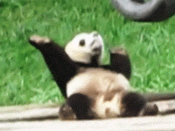 G9lZv.gif