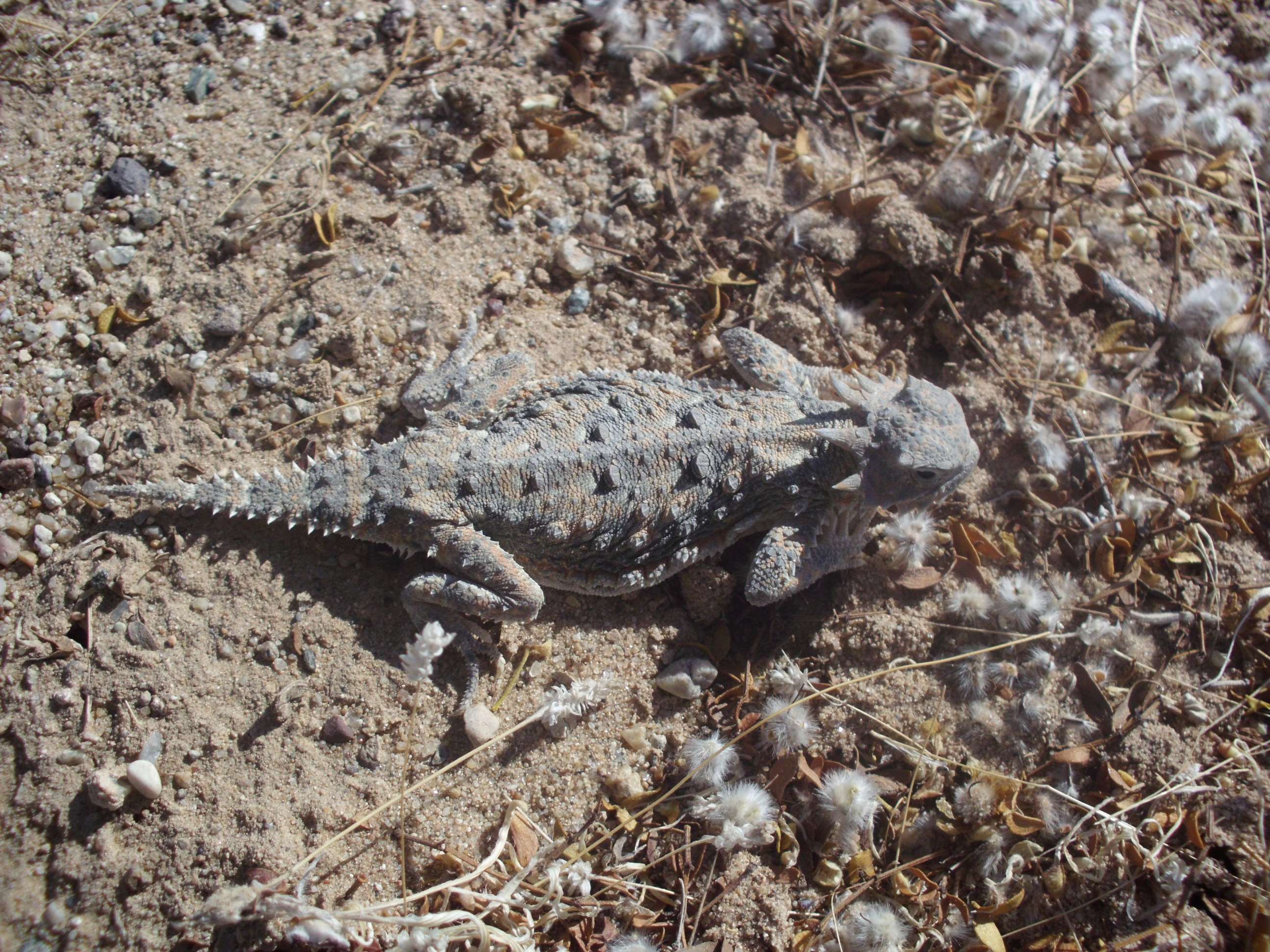 dsci0003gu.jpg