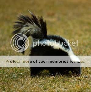 skunk.jpg
