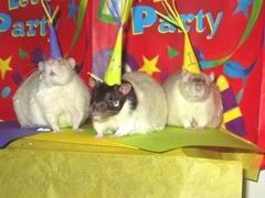 ratparty.jpg