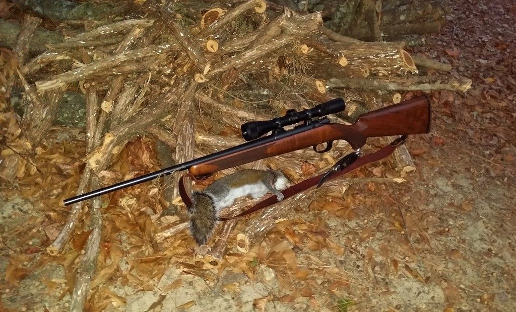 Squirrel%2013%20of%202016-2017.jpg