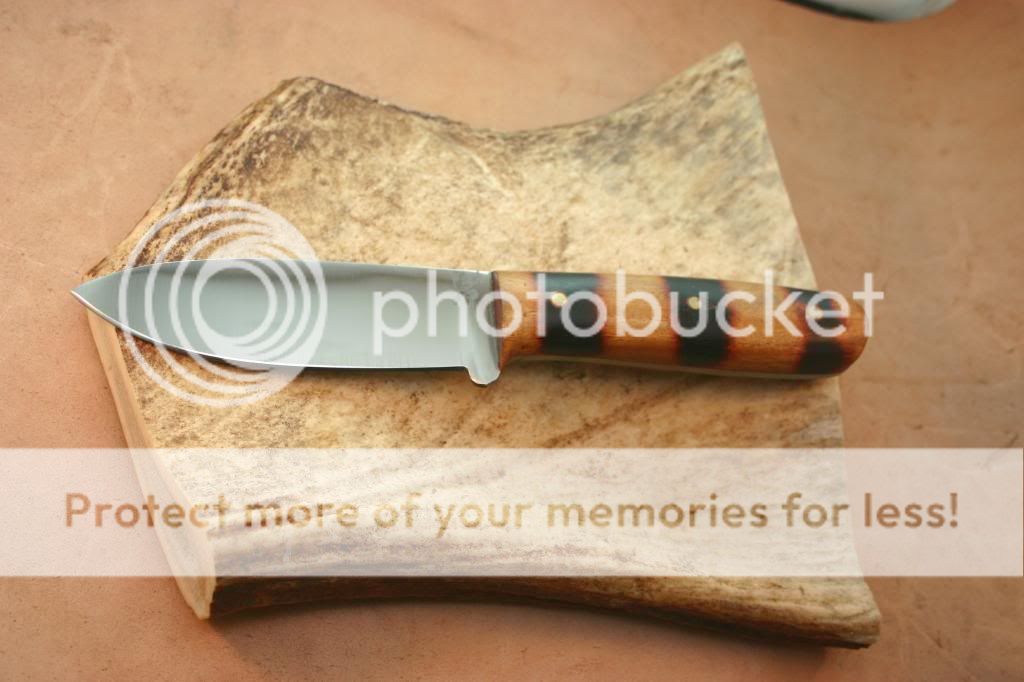 IMG_4310_1_zpse0be8c59.jpg