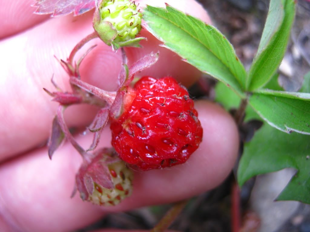 July032010015.jpg