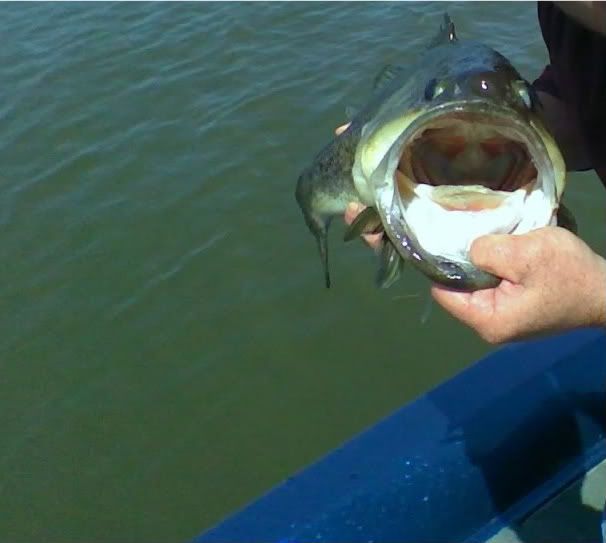 935lbsMacintoshBass33-27-10-1.jpg