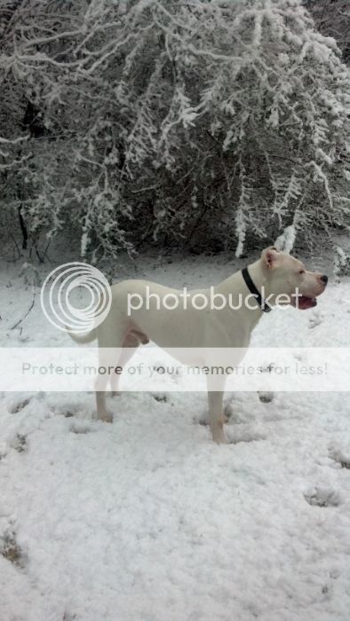 magnussnow2_zps5829b592.jpg
