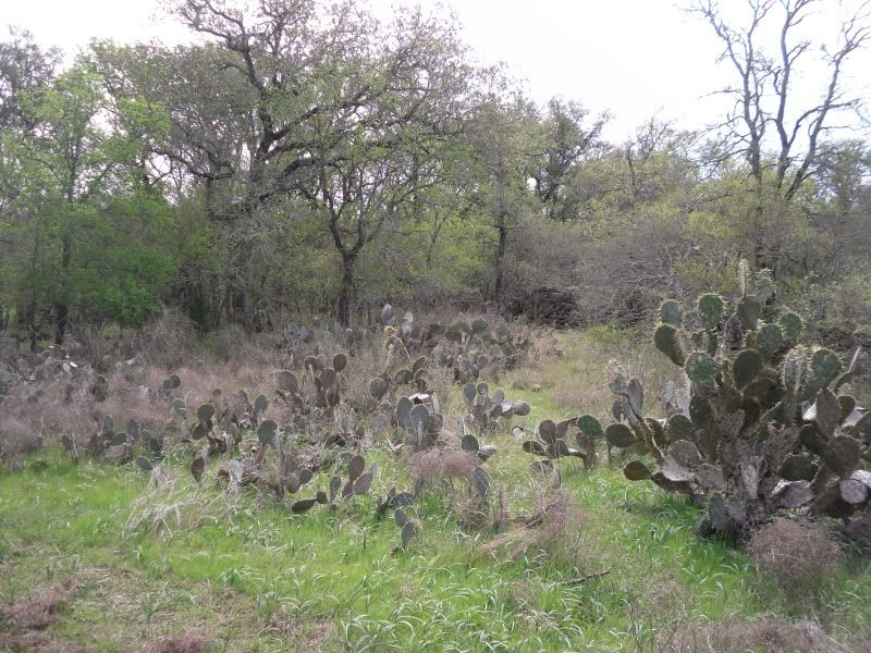 SDC12882.jpg