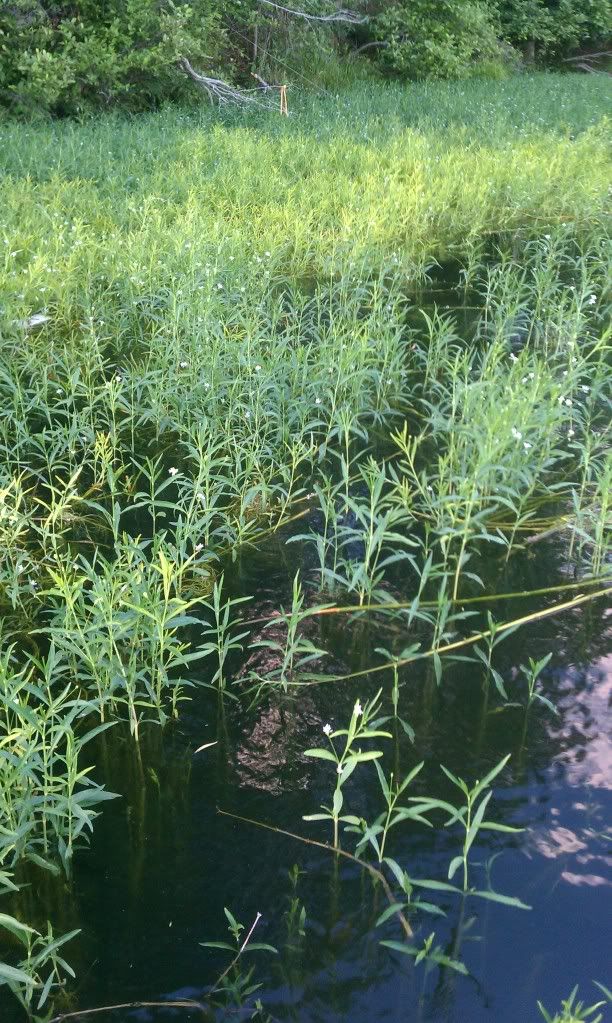 mitchellgrass3.jpg