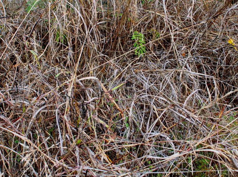 DryGrass.jpg