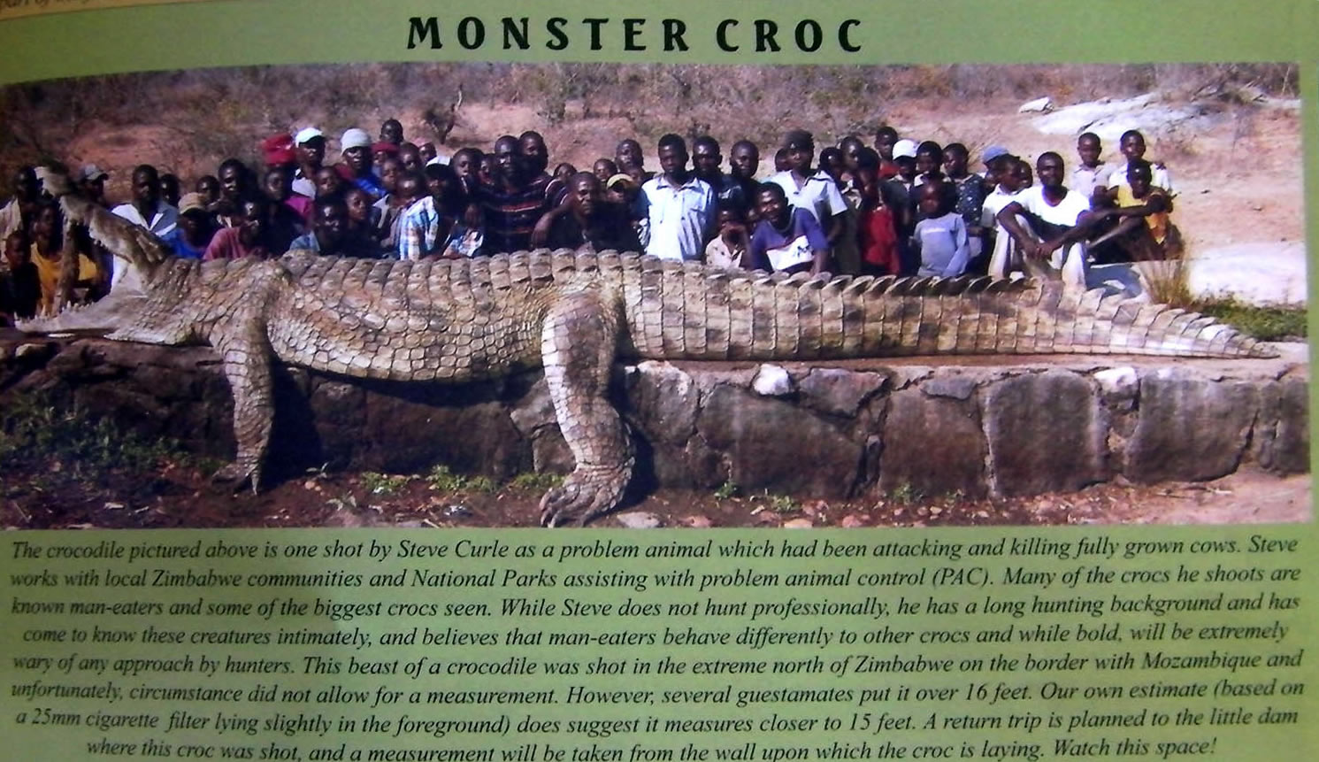 crocodile.jpg