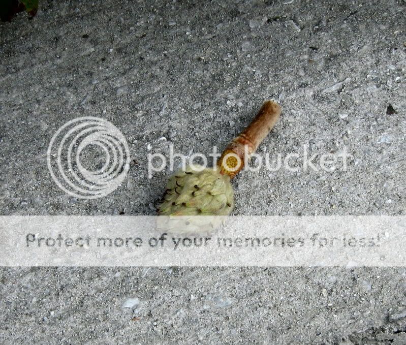 IMG_5346.jpg