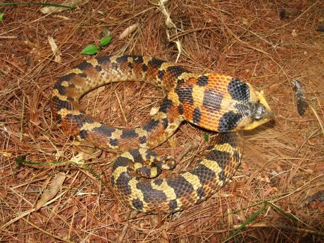 hognosepose4.jpg