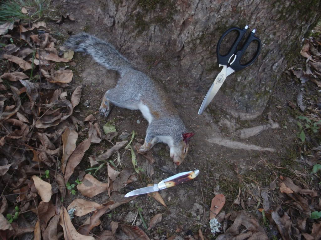 Squirrel22of20122.jpg