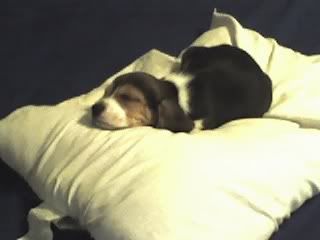 reese3.jpg