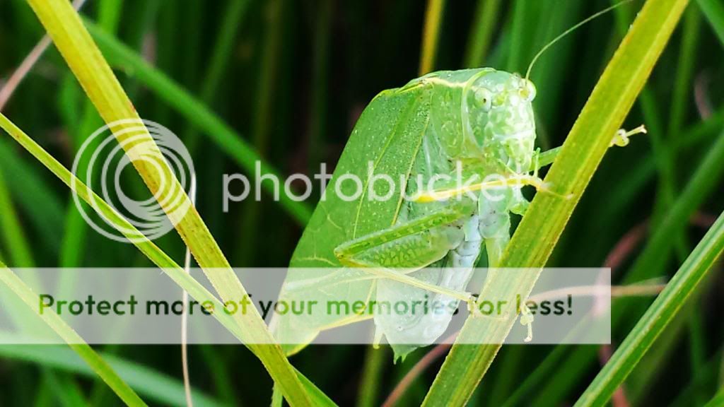 katydid.jpg