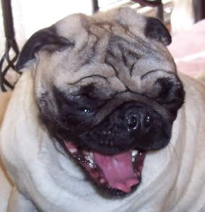WinstonYawning.jpg