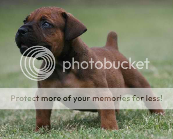 Boerboel_Puppies.jpg