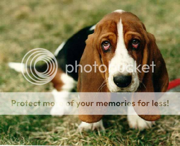 basset_hound.jpg