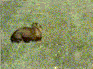 ylsb9gm.gif