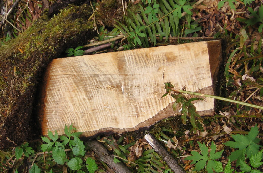 Curly%20maple%202.jpg