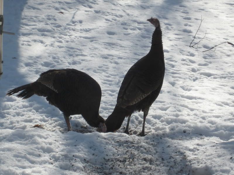 turkeys002.jpg