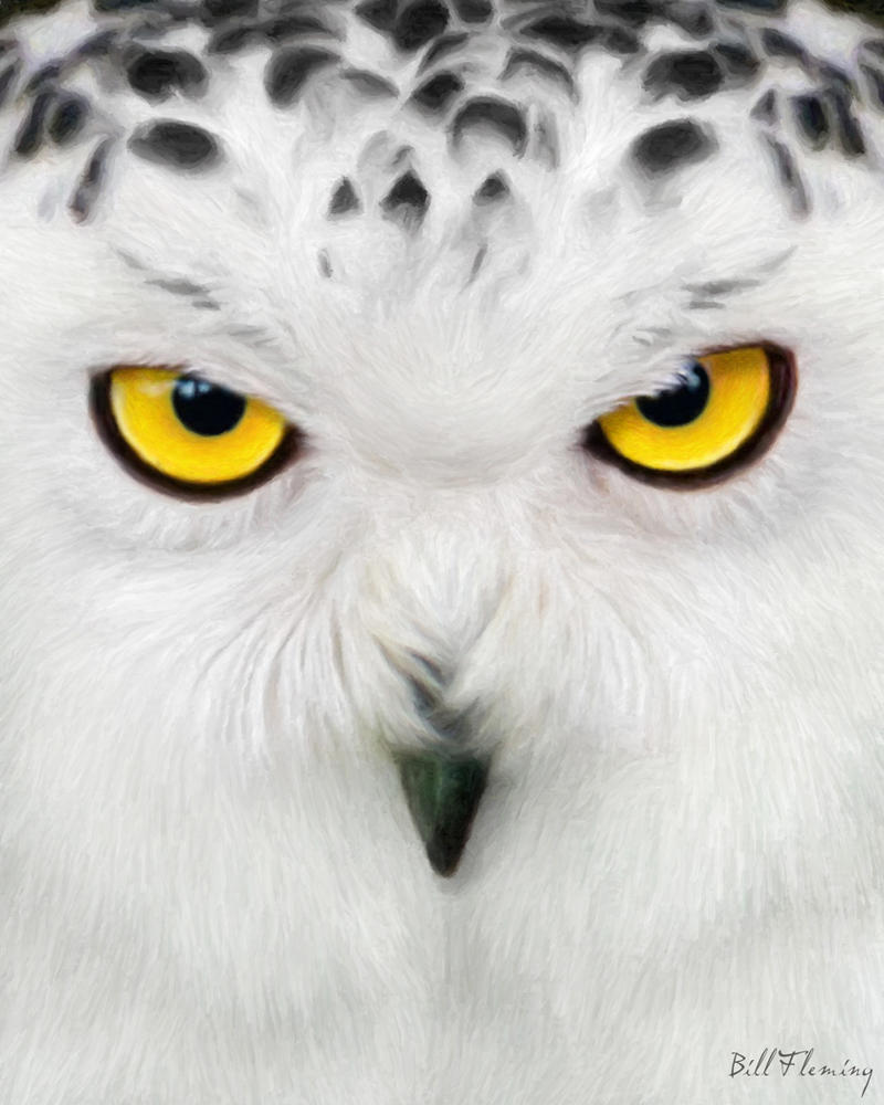 Snowy_Owl_by_KomodoEmpire.jpg