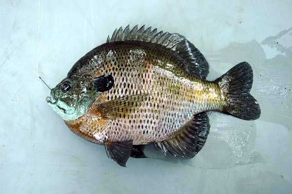fish4.jpg