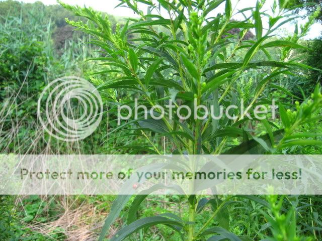 plants030.jpg