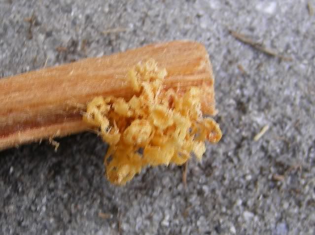 IMGP2974.jpg