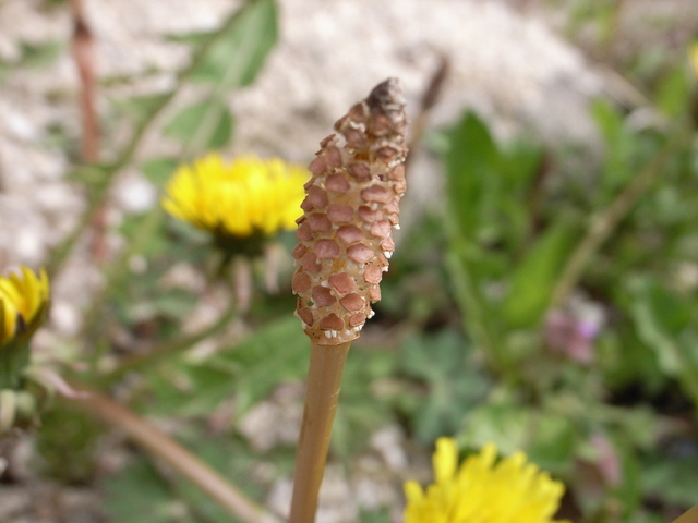2011.04.29.R0023760.JPG