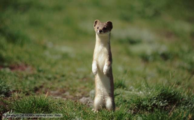 least_weasel_1_zpsscnsmhqp.jpg