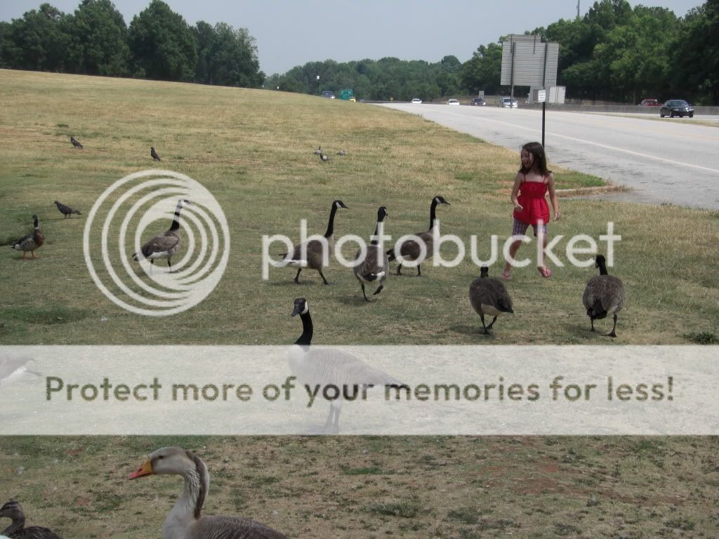 zookickballducksspprograndom123.jpg