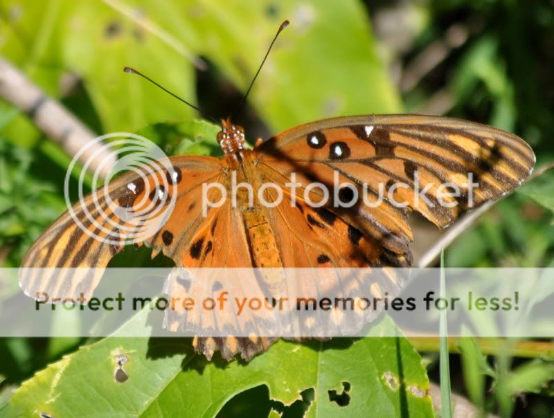 DSC_6937.jpg