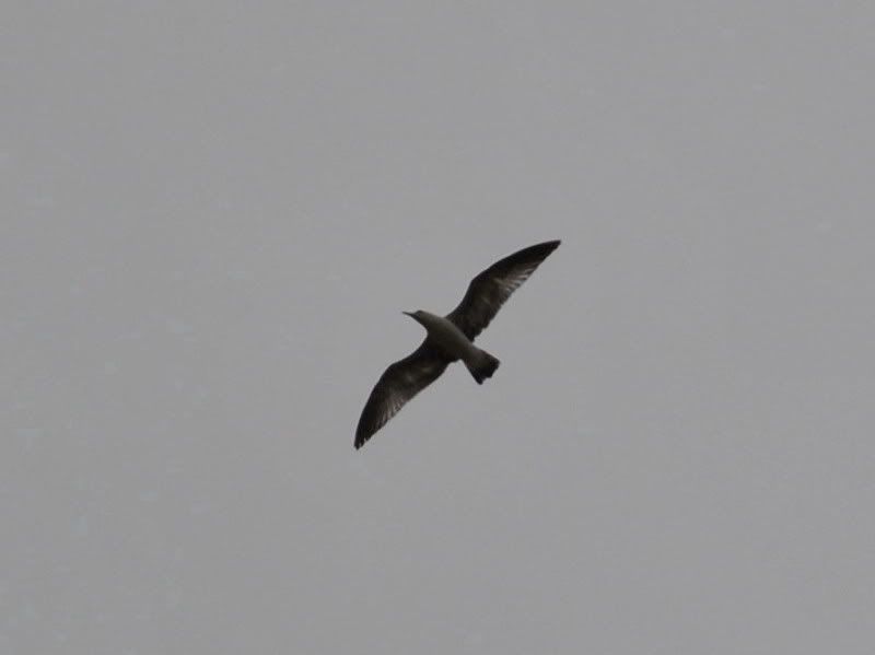 DSC_0420cropped.jpg