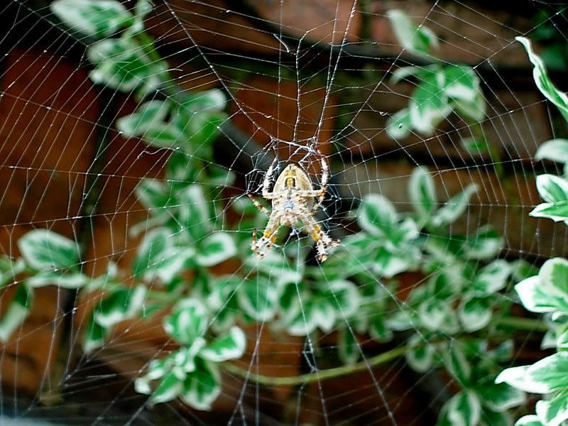 Spider-1.jpg