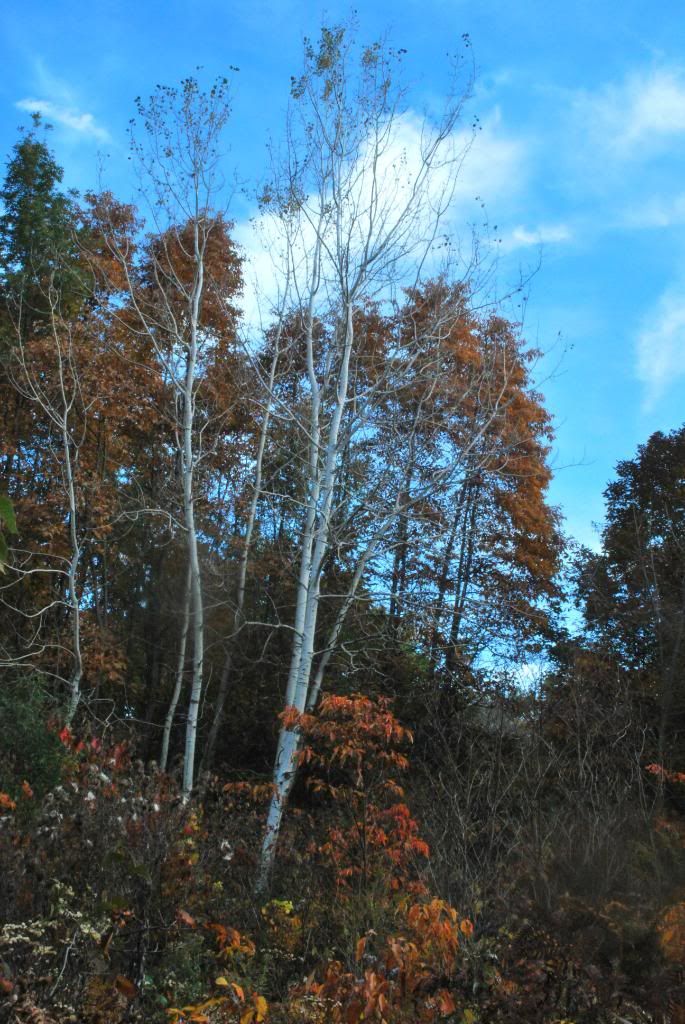 DSC_0036-6.jpg
