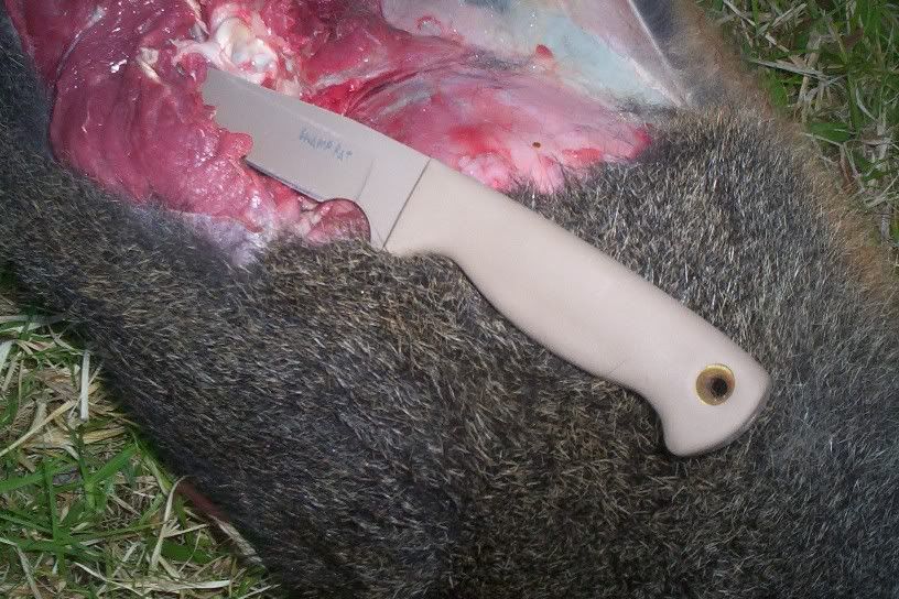Wallaby1.jpg