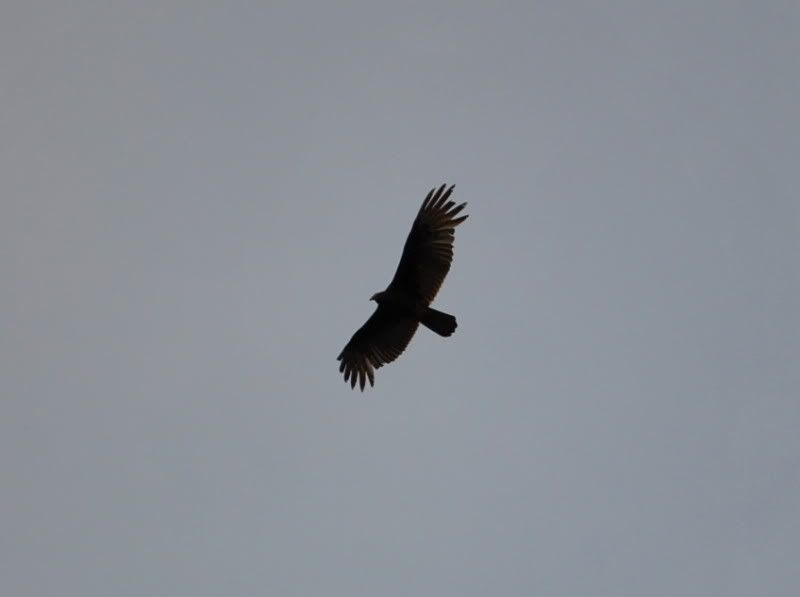 DSC_0977.jpg