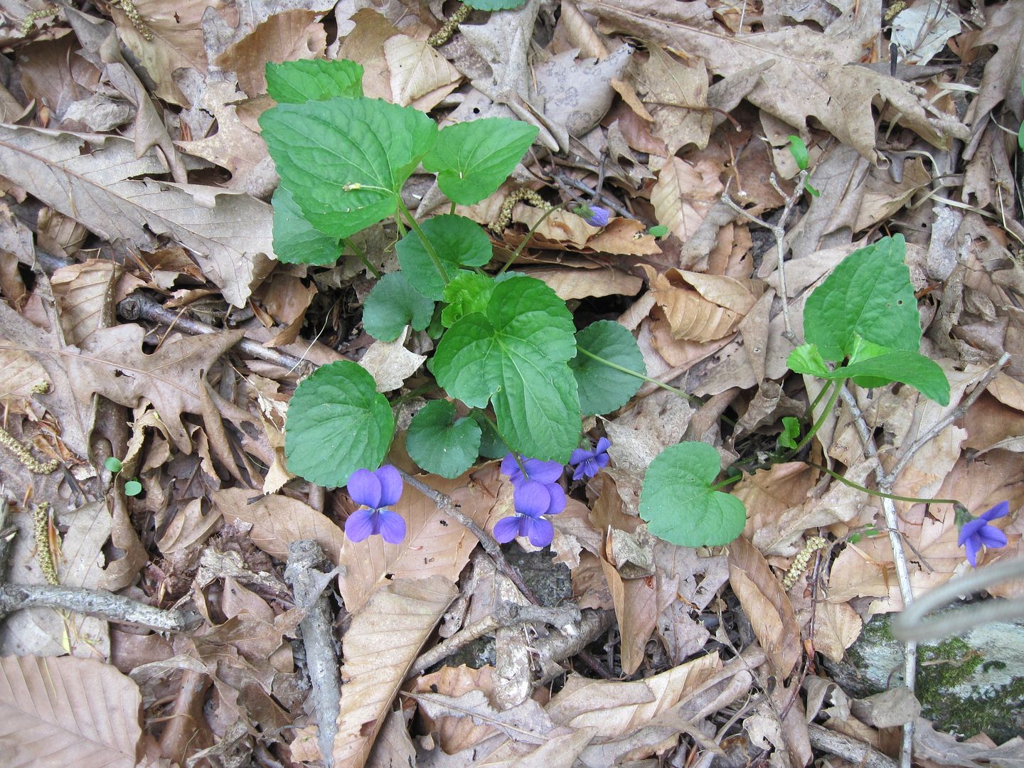 IMG_5645.jpg