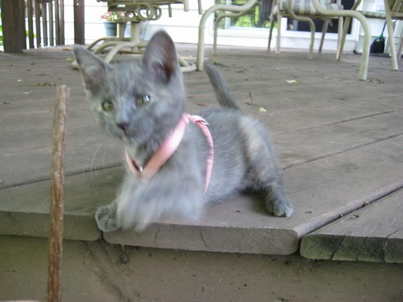 pets003.jpg
