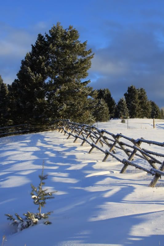 fence1.jpg