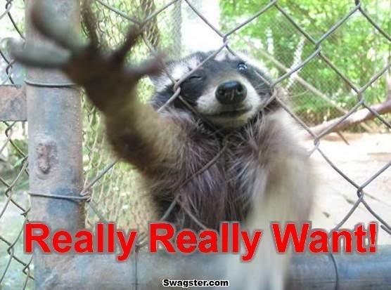 Raccoon+ReallyReallyWant1344973973.jpg