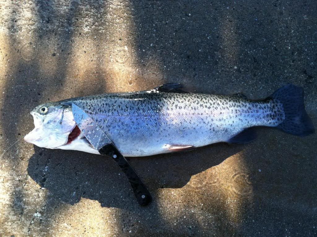 saturdaytrout_zps73afcc63.jpg