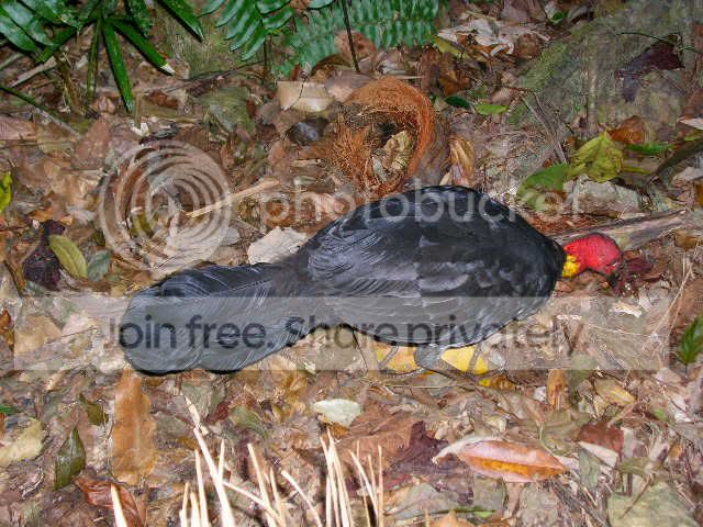 MaleBushTurkey.jpg