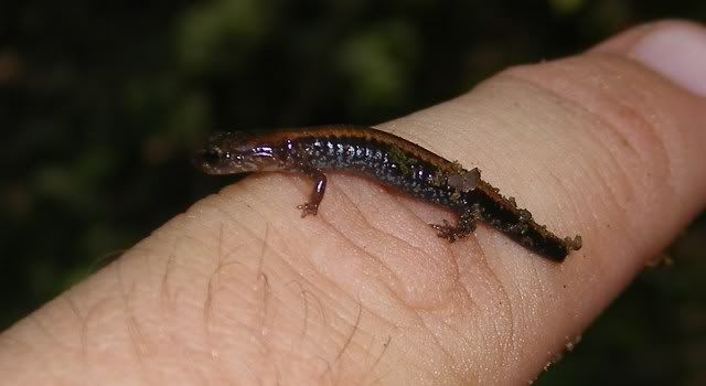 lastcostaricaandshanendoa048.jpg