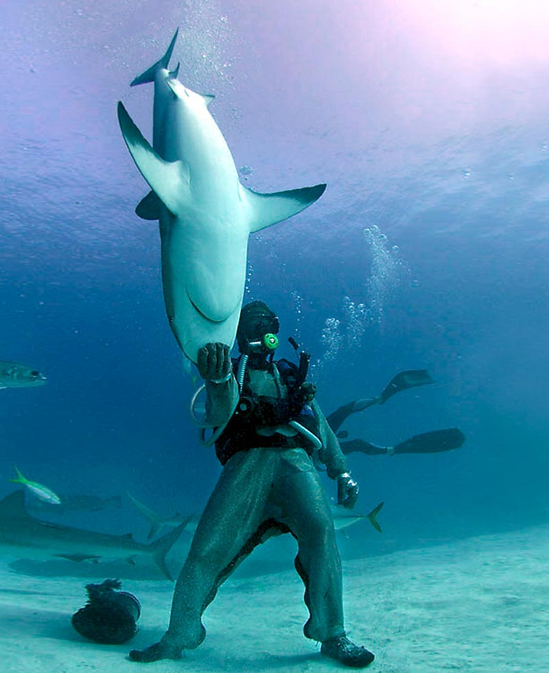 049sharkDM_800x979.jpg