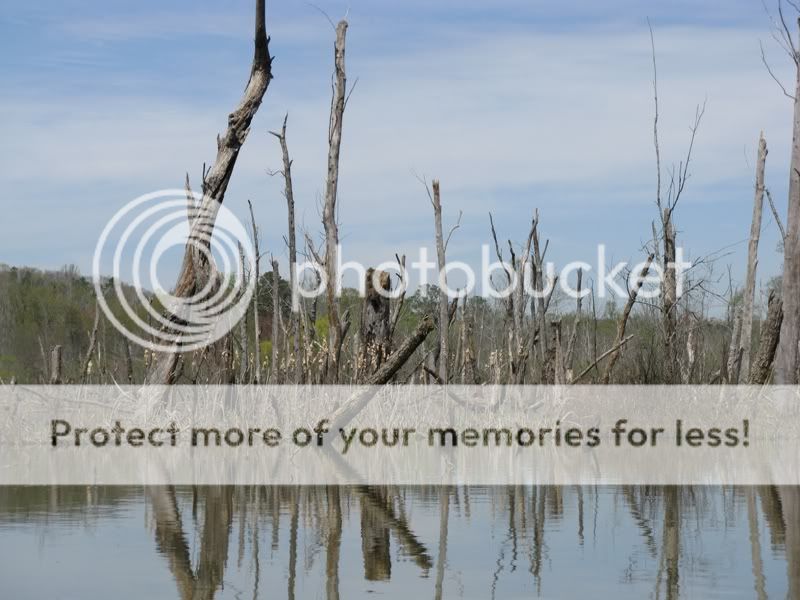 TimberCatTails.jpg