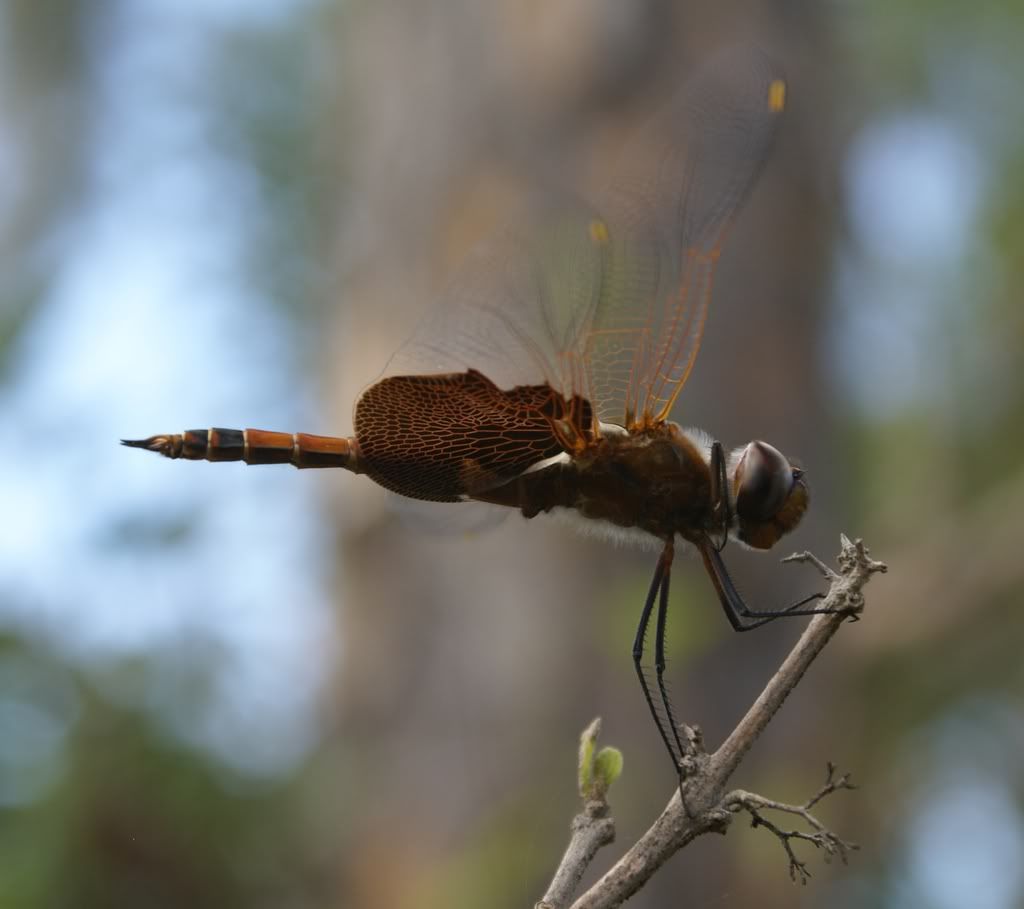 DSC01058crop.jpg