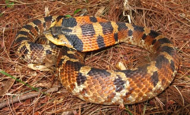 hognosepose1.jpg