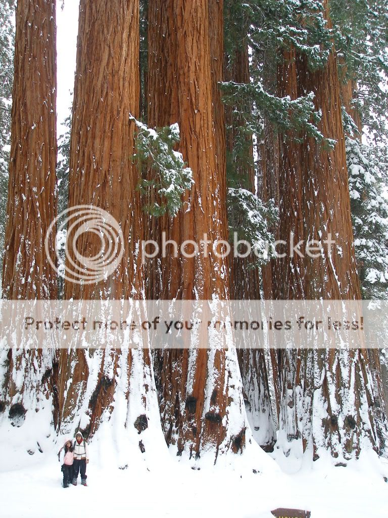 GiantForest2-7-09057.jpg