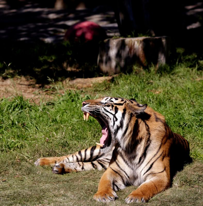 tigersm.jpg